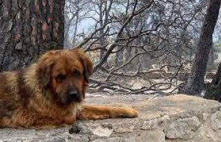 εικόνα άρθρου
