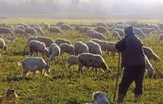 εικόνα άρθρου