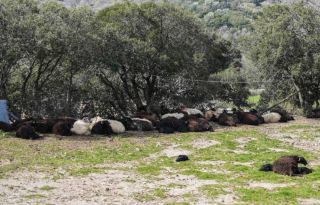 εικόνα άρθρου