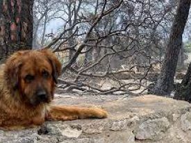 εικόνα άρθρου